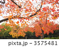 11月　ナンキンハゼ・トウダイグサ科19紅葉