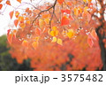 11月　ナンキンハゼ・トウダイグサ科20紅葉