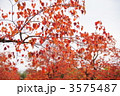 11月　ナンキンハゼ・トウダイグサ科25紅葉