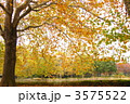 11月　プラタナス・スズカケノキ科28紅葉