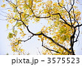 11月　ムクロジ・ムクロジ科11紅葉
