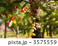 11月実　サンシュユ・ミズキ科68