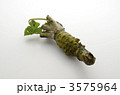 生ワサビ