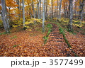 自然林の散策路 秋