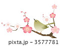 梅に鶯