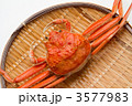 雌ずわいがに