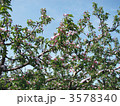 青森県　りんごの花