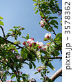 青森県　りんごの花