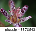 ホトトギスの花