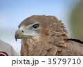 ダルマワシ タカ 幼鳥