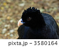 ホウカンチョウ