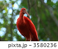 ショウジョウトキ