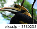 オオサイチョウ