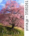番所の桜
