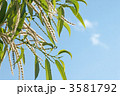 栗の花