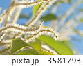 栗の花