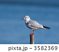 ユリカモメ