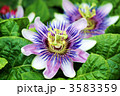トケイソウの花・横位置