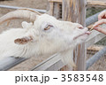 ヤギ