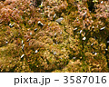 3587016
