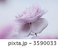 淡い紫色の青バラの花・ブルーバユー 
