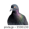 鳩クローズアップ