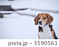 雪の中のビーグル　バム