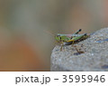 3595946
