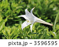 テッポウユリ