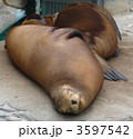 トド