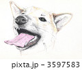 柴犬