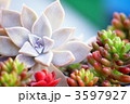 多肉植物の寄植え（エケベリア・火祭り・虹の玉）