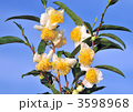 茶花-32836