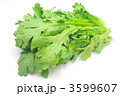 春菊