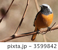 3599842