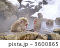 温泉でくつろぐスノーモンキー