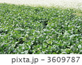 大豆畑と蕎麦畑