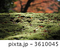 苔庭にもみじ