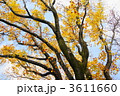 11月　ユリノキ・モクレン科76紅葉