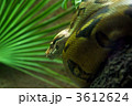 3612624