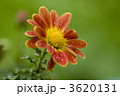 小菊