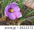 薬用サフランの花
