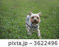 草原を走る犬