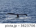 ホエールウォッチング