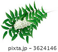 ナナカマドの花