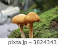 3624343