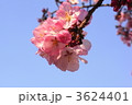 蝦夷山桜　エゾヤマザクラ