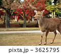 奈良公園の鹿