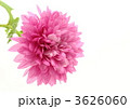 赤紫の菊花