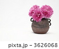 赤紫の菊花